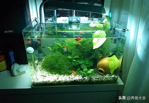 房間養小魚缸